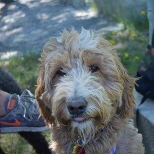 Meet your Posher, Lindsay